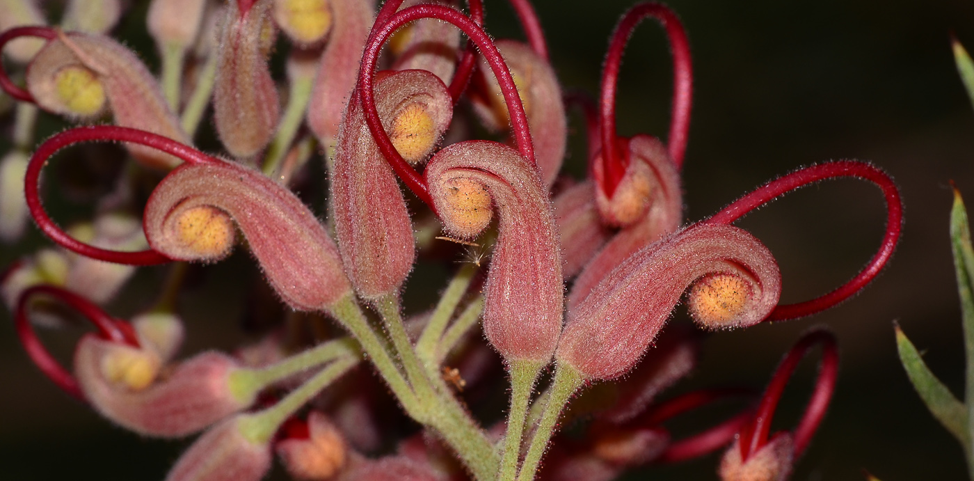 Image of Grevillea banksii specimen.