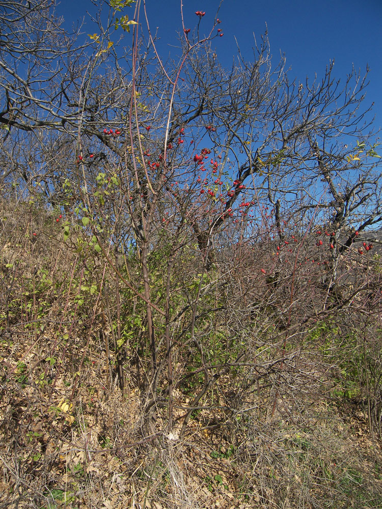 Image of Rosa iberica specimen.