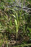 Allium severtzovioides