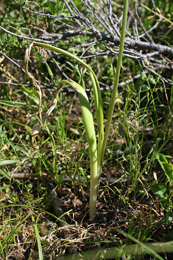 Image of Allium severtzovioides specimen.