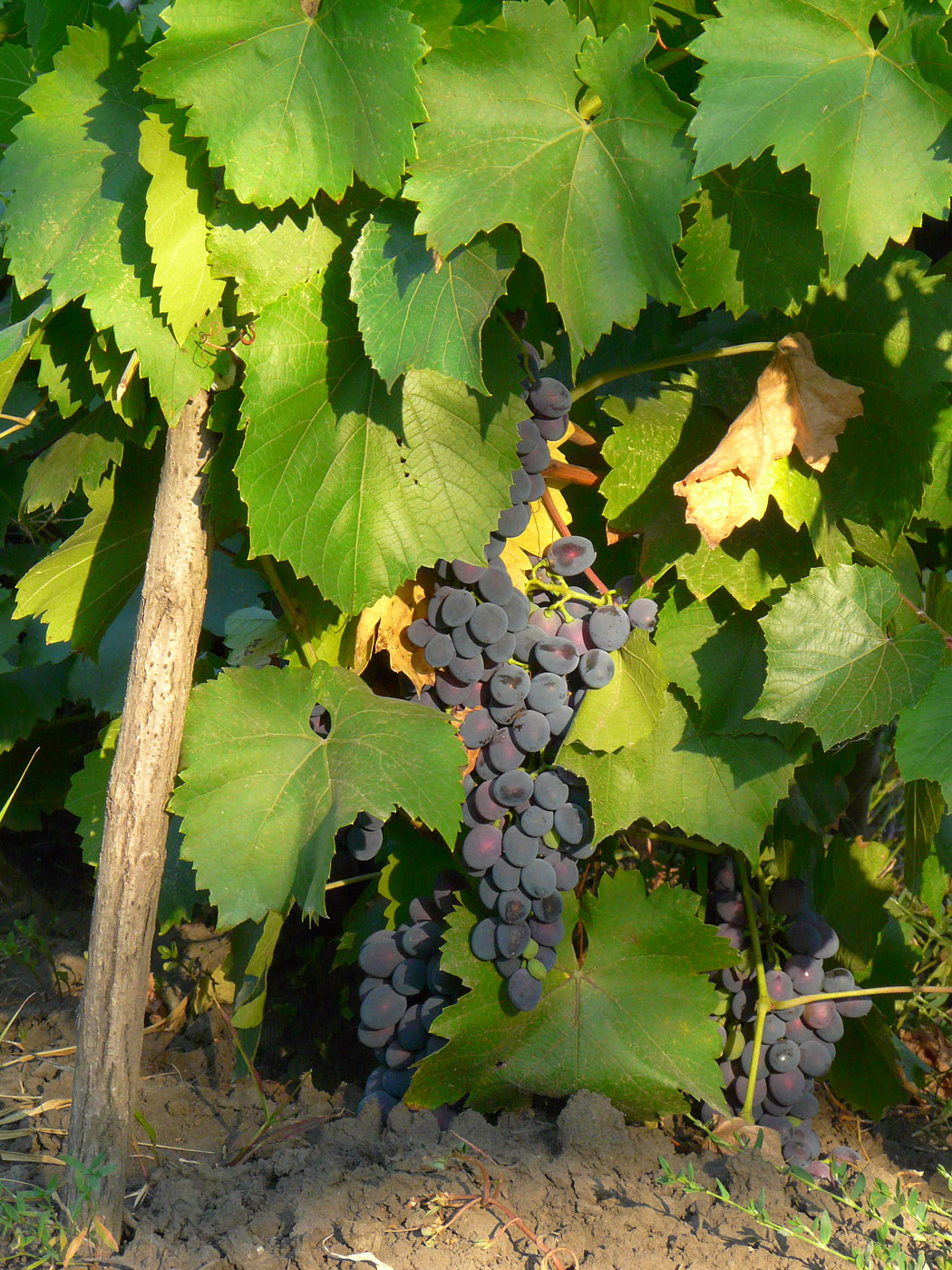 Image of Vitis vinifera specimen.