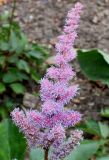 Astilbe chinensis разновидность davidii. Соцветие. Германия, г. Дюссельдорф, Ботанический сад университета. 14.08.2013.