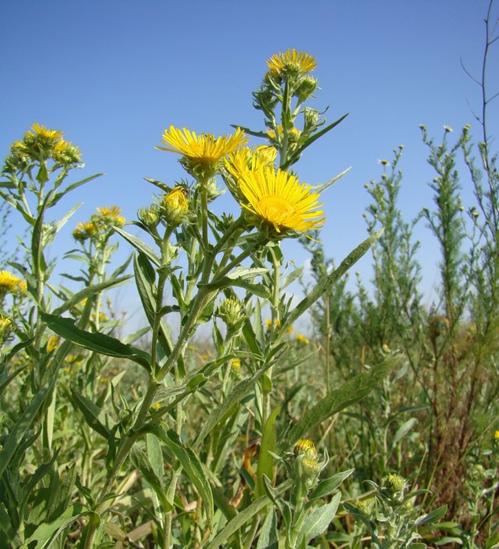 Image of Inula britannica specimen.