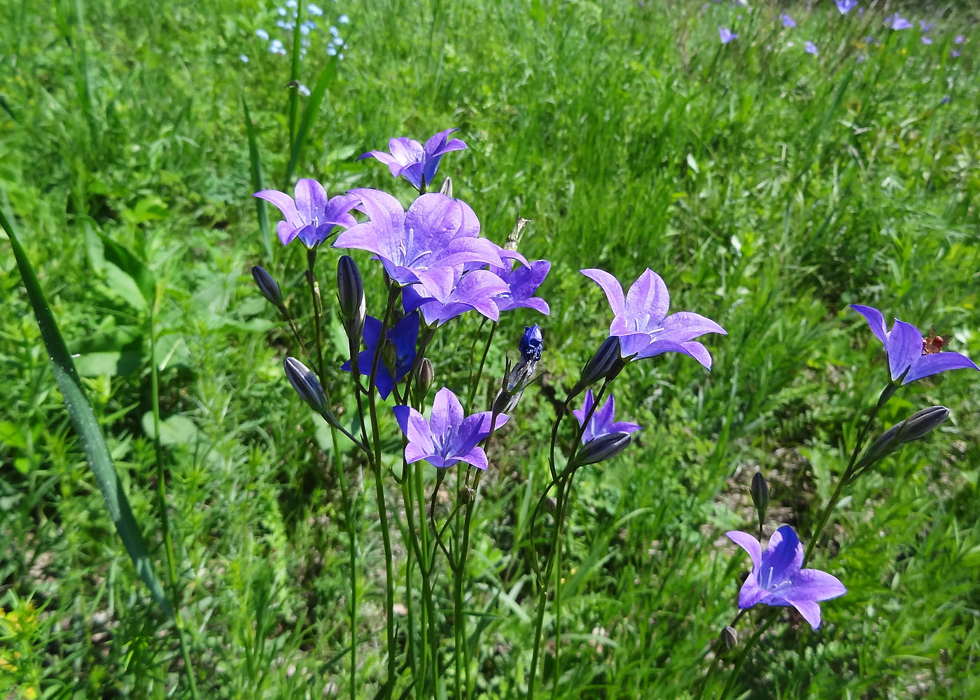 Image of Campanula wolgensis specimen.