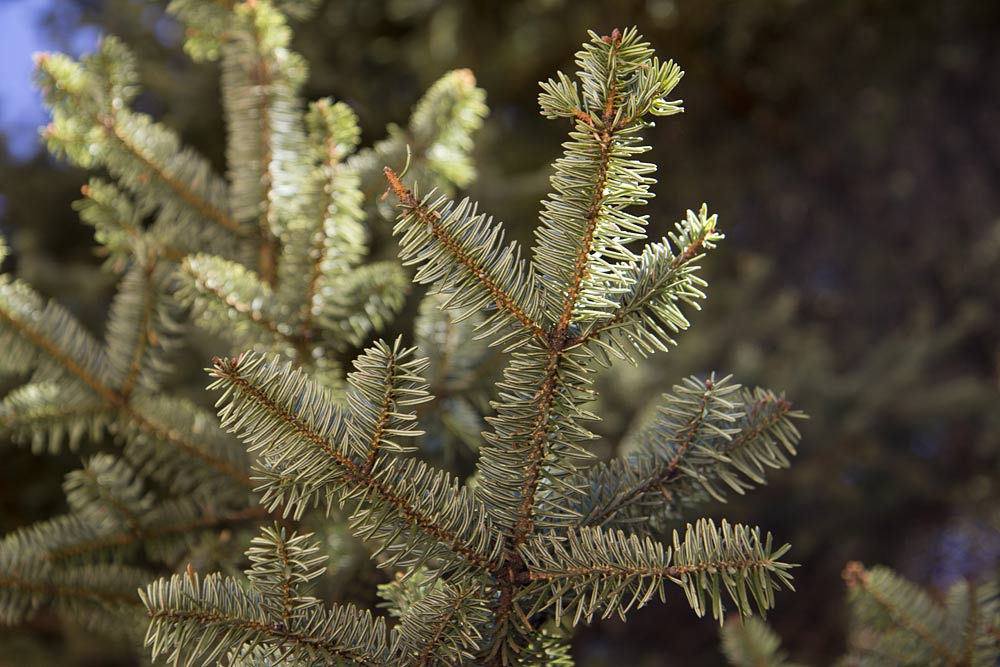 Image of Abies cephalonica specimen.