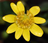 Image of taxon representative. Author is Сергей Наумов