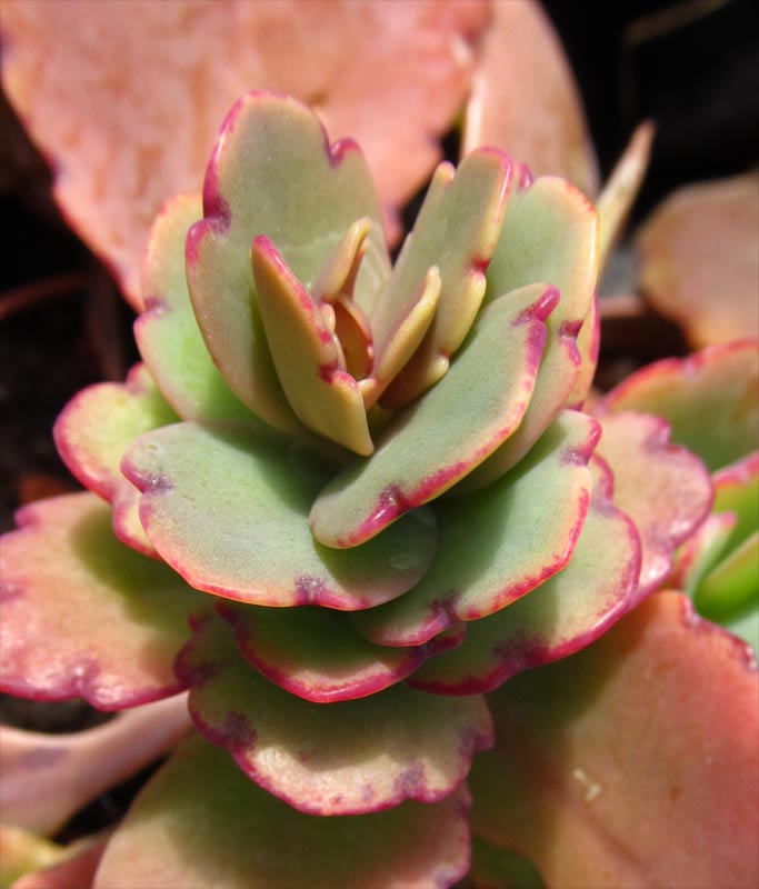 Image of Kalanchoe fedtschenkoi specimen.