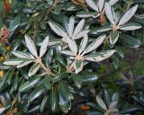 Rhododendron yakushimanum. Побеги ('Edelweiss'). Германия, г. Essen, Grugapark. 29.09.2013.