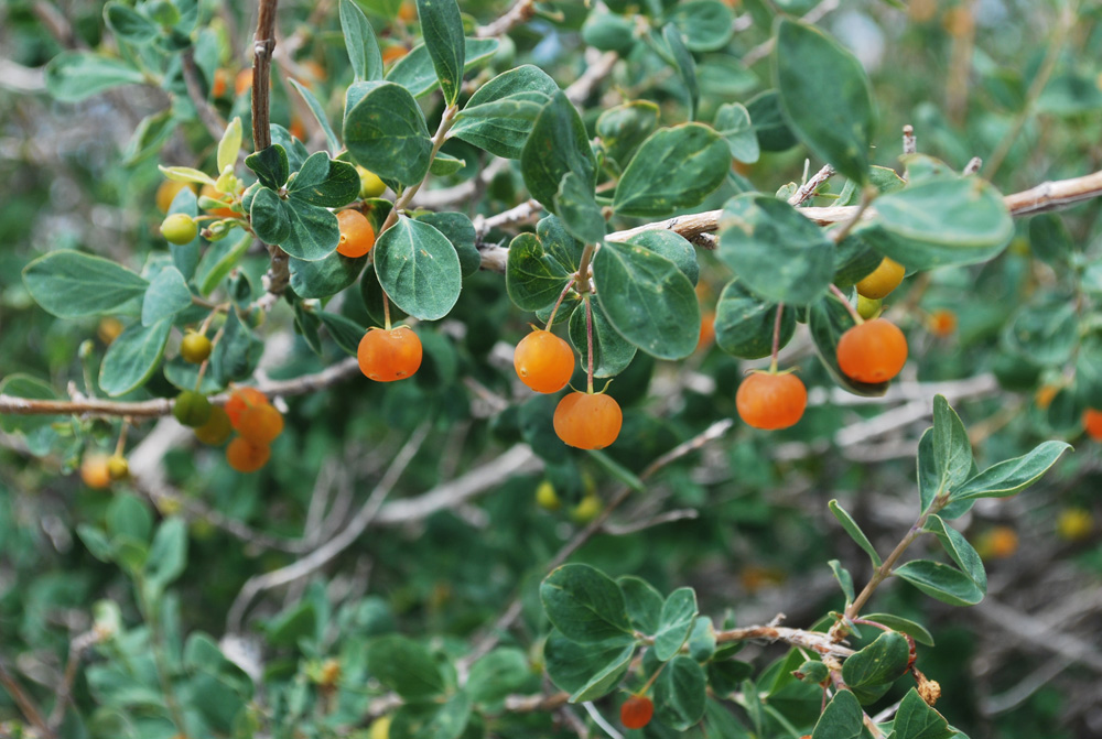 Image of Lonicera microphylla specimen.