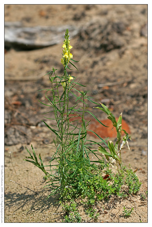 Image of Linaria vulgaris specimen.