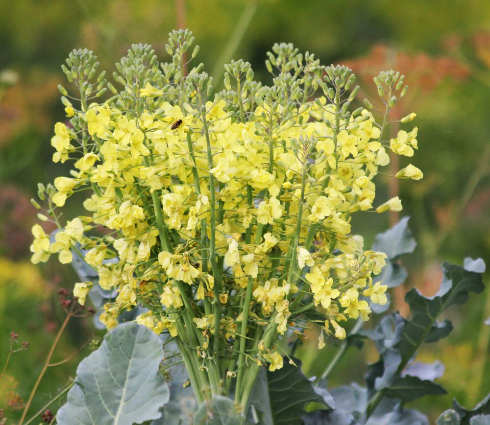 Image of Brassica oleracea var. capitata specimen.