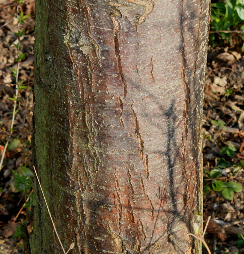 Изображение особи Malus sylvestris.