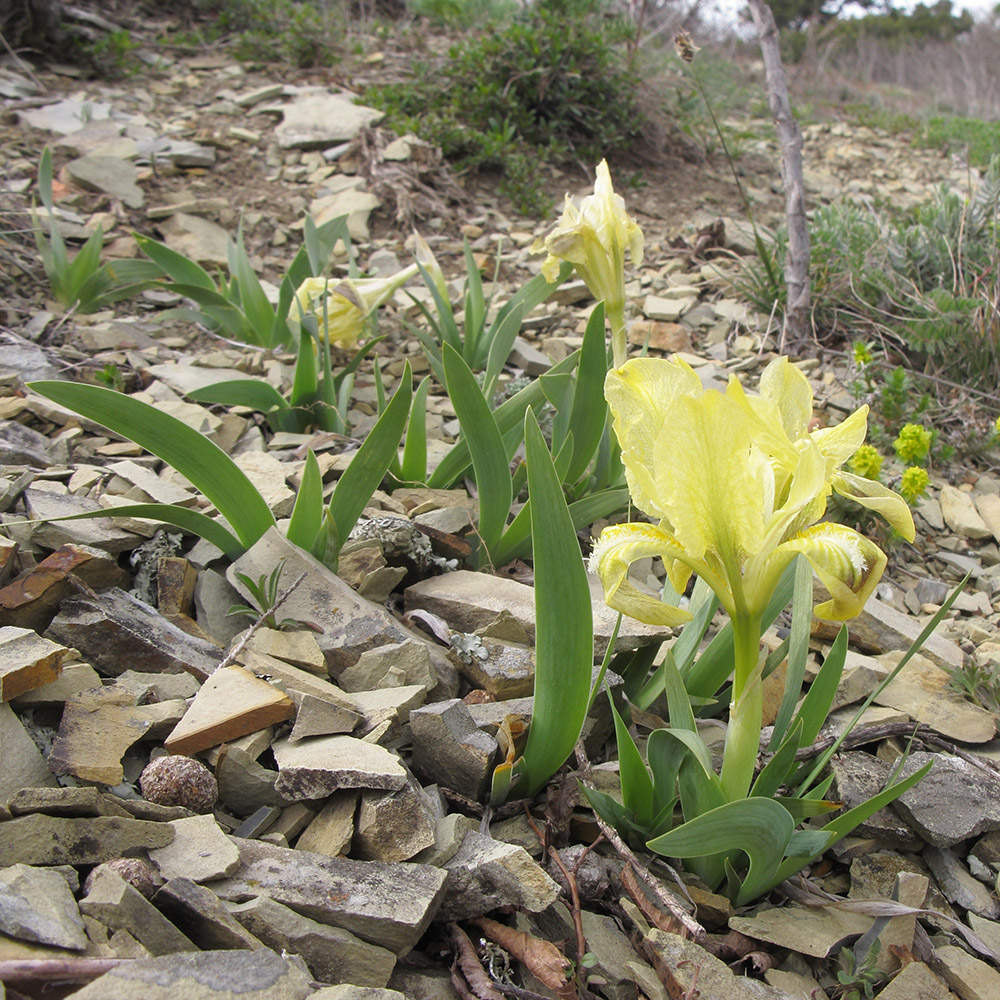 Image of Iris pumila specimen.