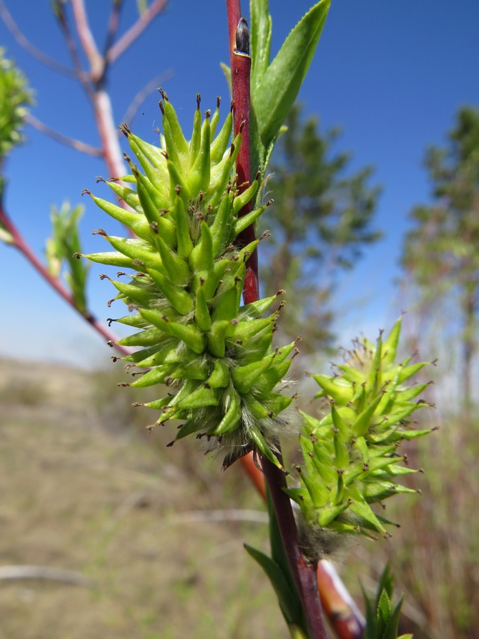 Image of Salix acutifolia specimen.