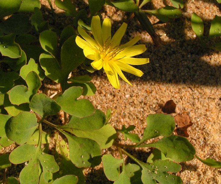 Image of Chorisis repens specimen.