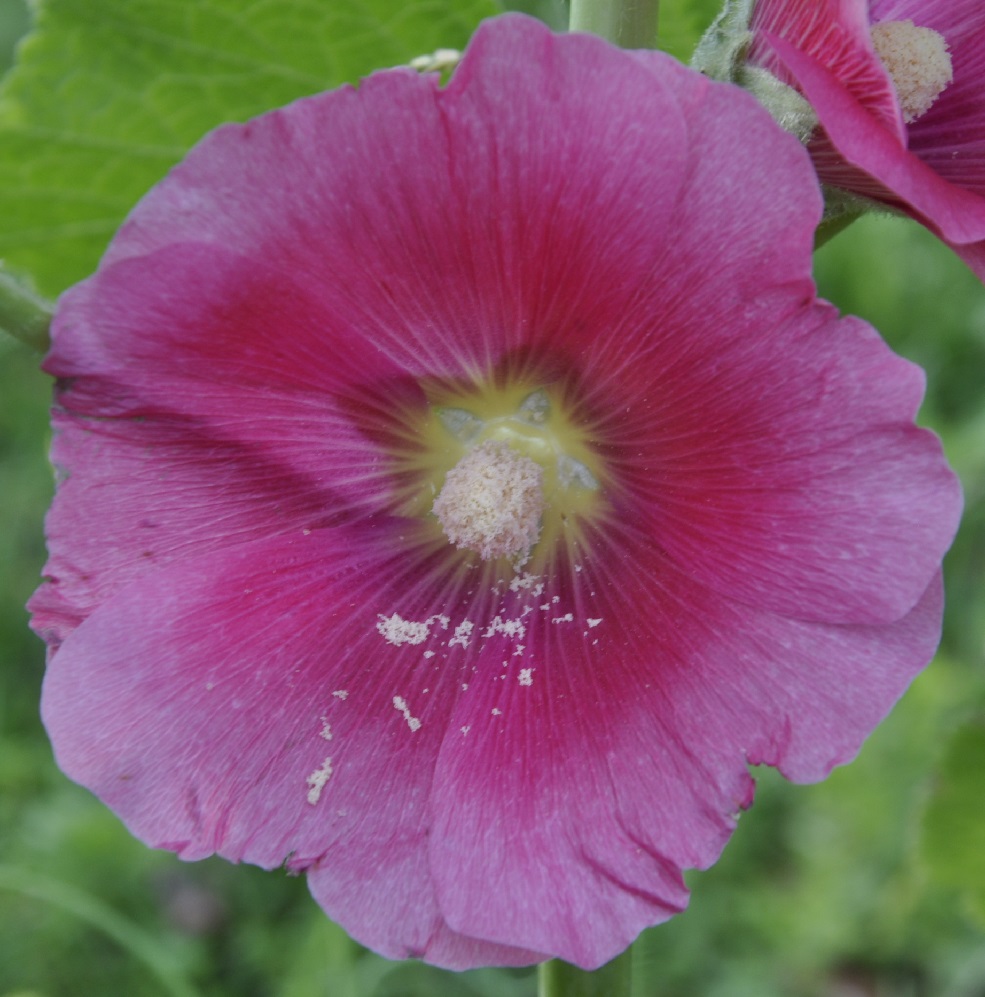 Image of Alcea rosea specimen.