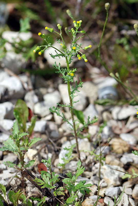 Изображение особи Senecio vulgaris.