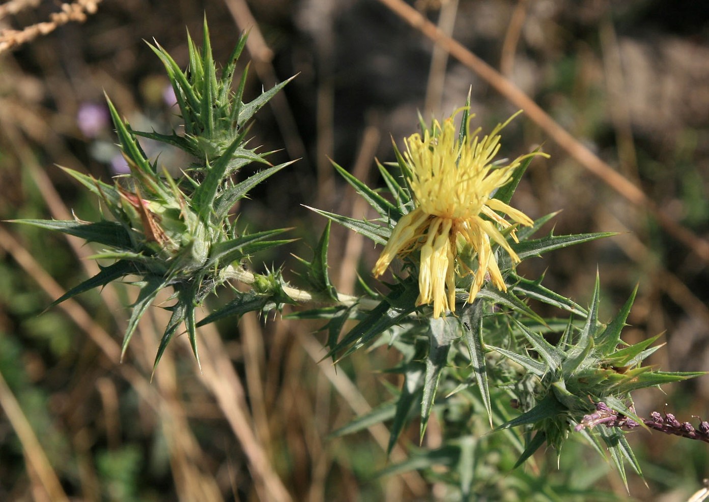 Изображение особи Carthamus lanatus.