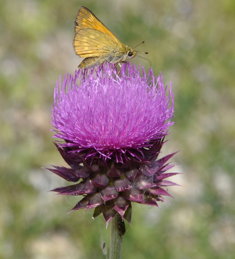 Image of Carduus thoermeri specimen.