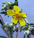 Potentilla argentea