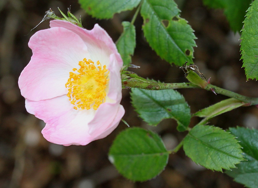 Изображение особи Rosa stylosa.