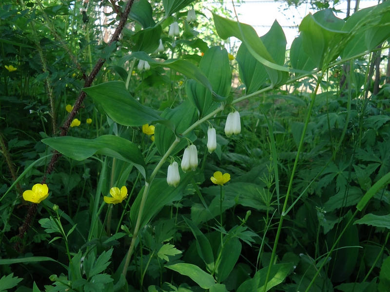 Изображение особи Polygonatum odoratum.