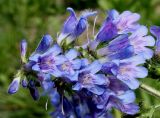 род Penstemon