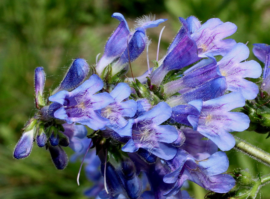 Изображение особи род Penstemon.