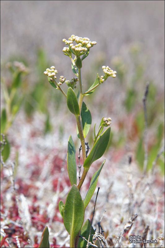 Image of Lepidium cartilagineum specimen.
