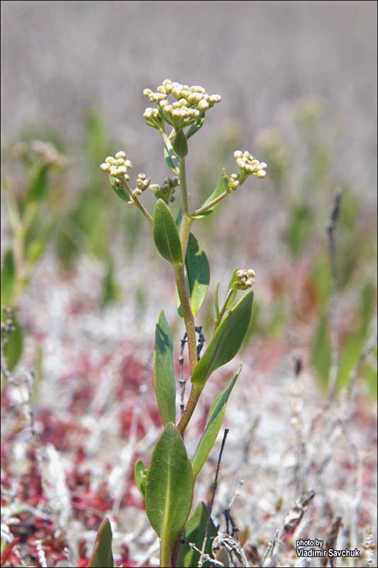 Изображение особи Lepidium cartilagineum.