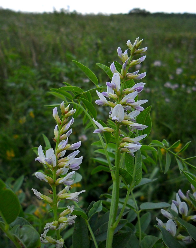 Изображение особи Glycyrrhiza glabra.