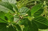 Eleutherococcus sessiliflorus. Часть ветки с бутонизирующими соцветиями. Приморский край, Уссурийский р-н, окр. с. Монакино, пойма ручья Бассейка. 19.07.2014.