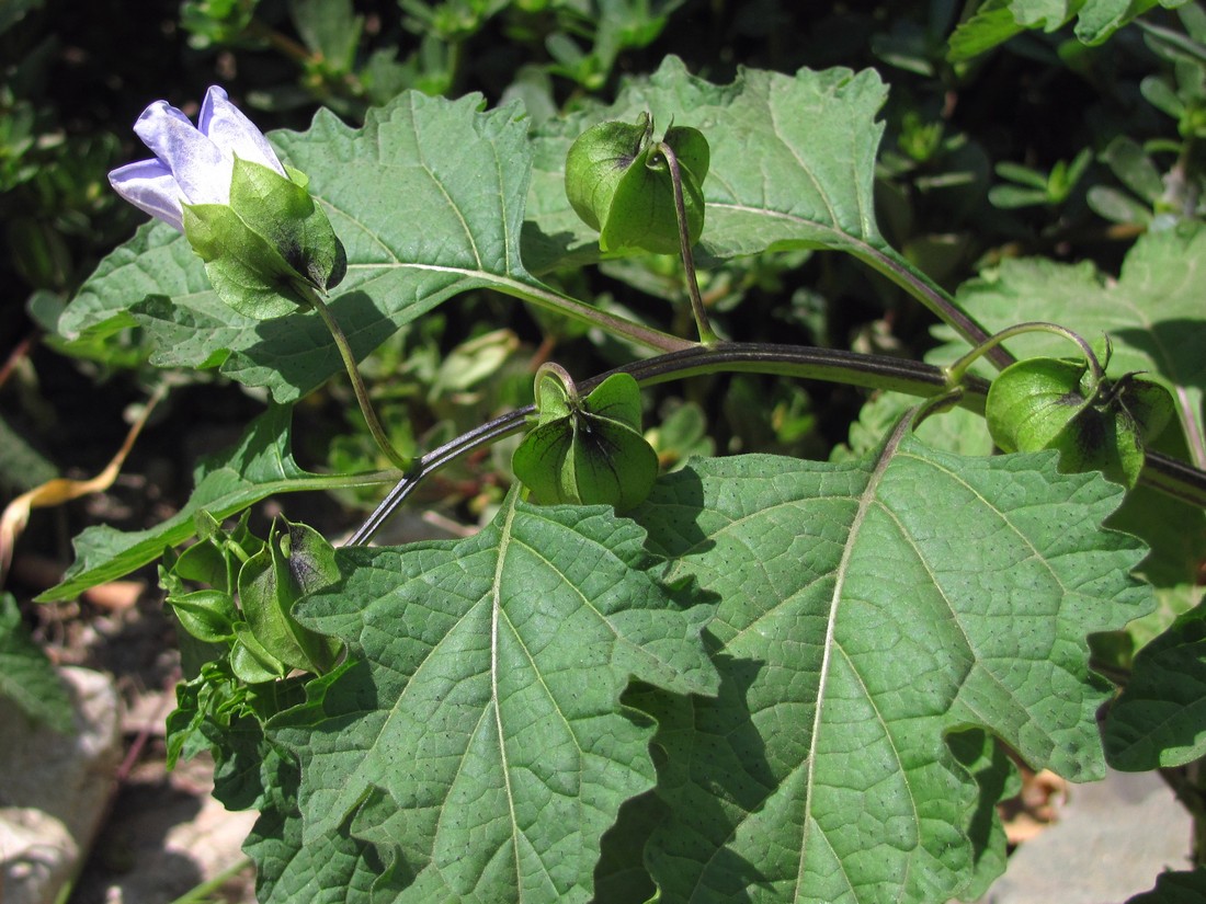 Image of Nicandra physalodes specimen.