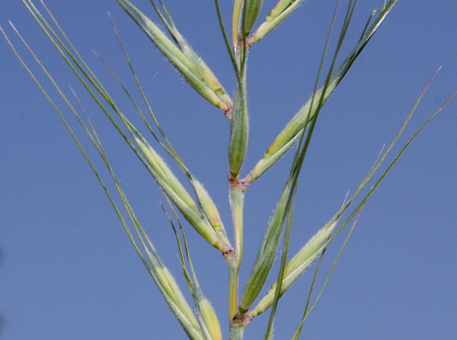 Image of Hystrix patula specimen.