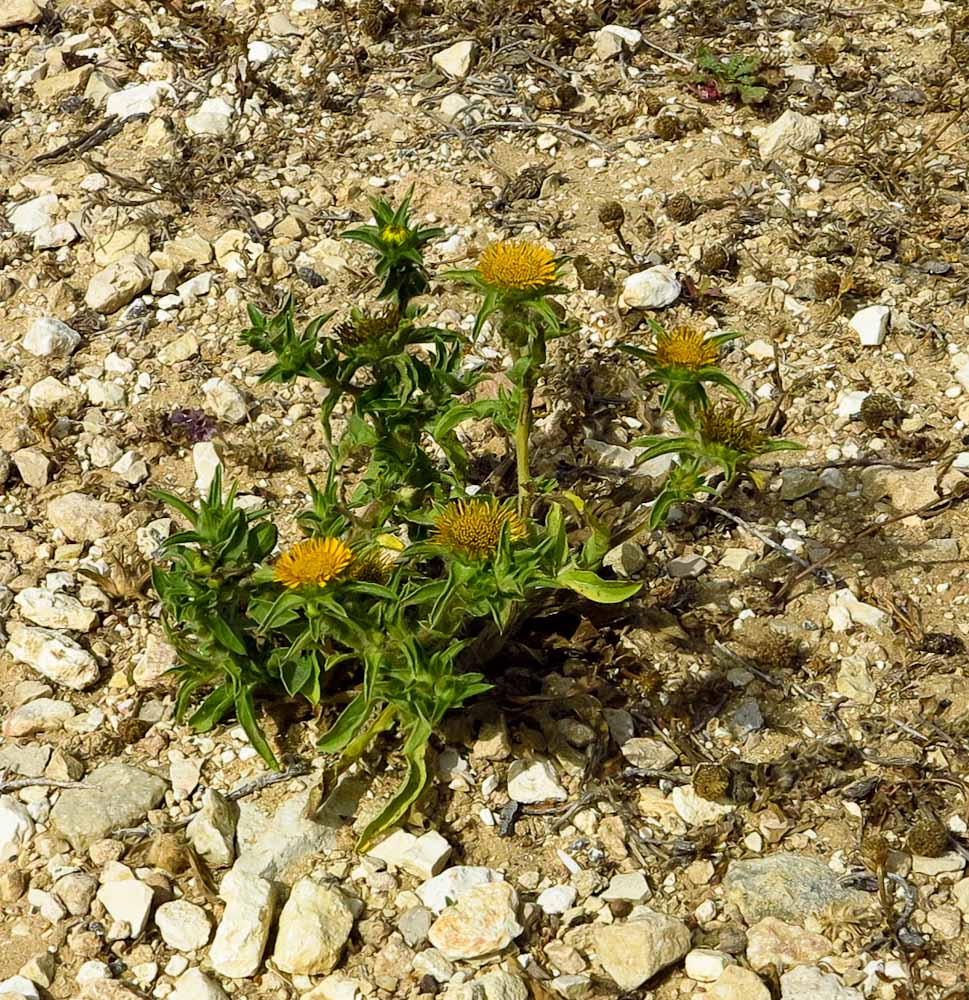 Изображение особи Pallenis spinosa.