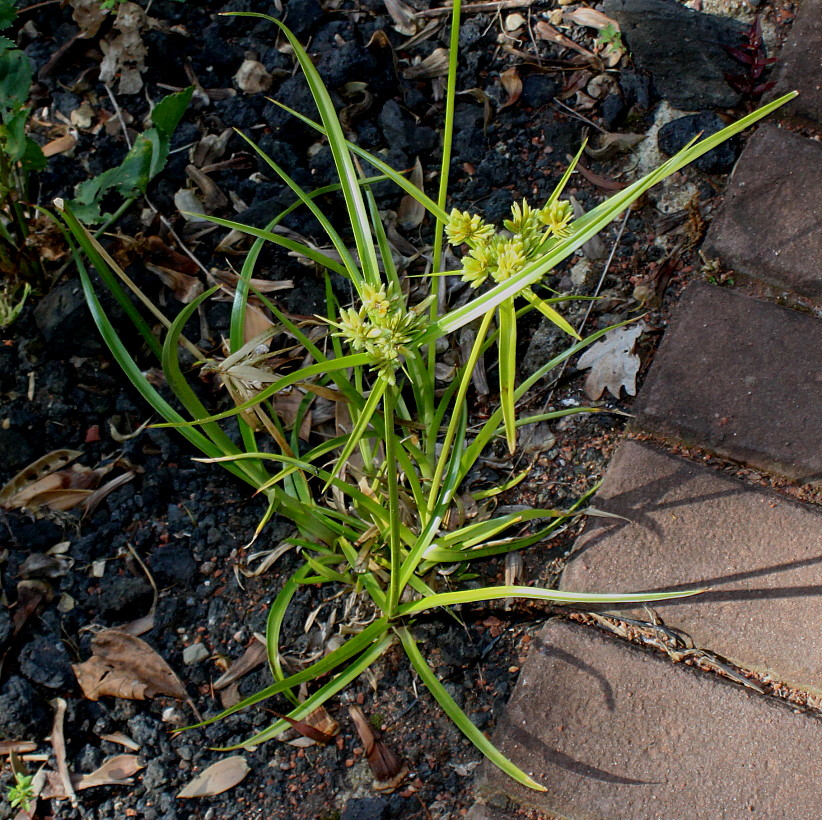 Изображение особи Cyperus eragrostis.