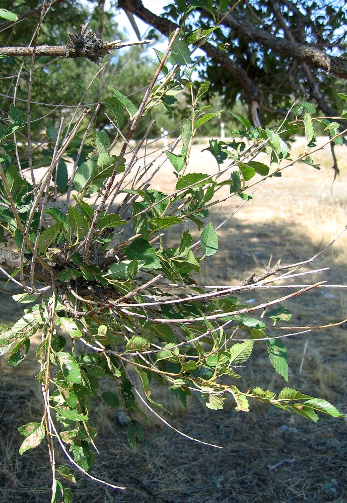 Изображение особи Ulmus pumila.