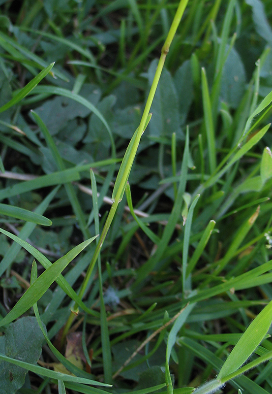 Image of Poa angustifolia specimen.