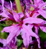 Lythrum salicaria. Цветок. Германия, г. Дюссельдорф, Ботанический сад университета. 03.07.2014.