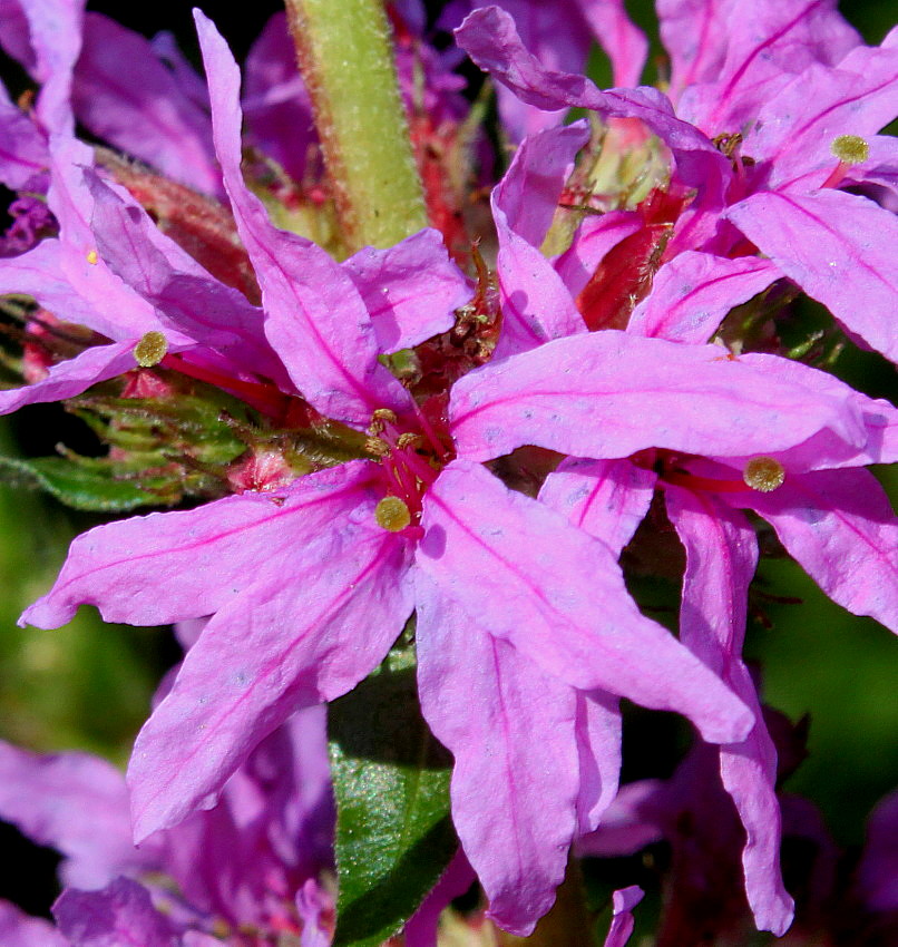 Изображение особи Lythrum salicaria.