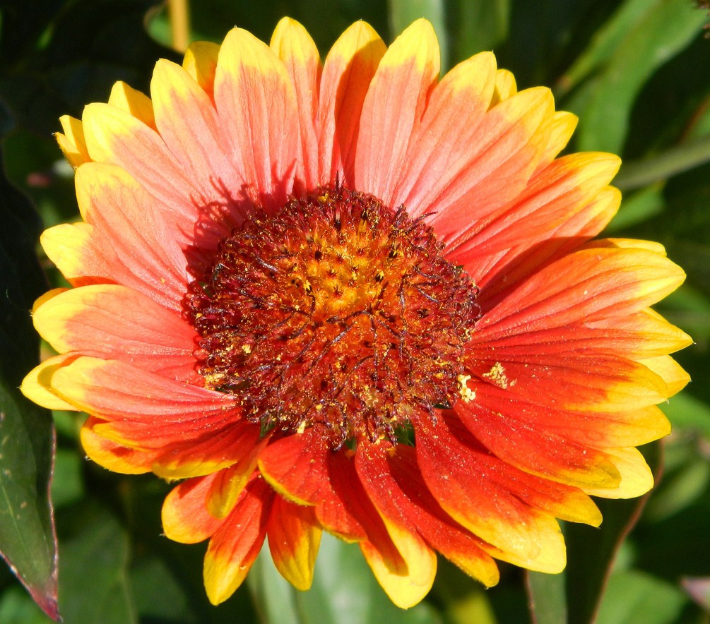 Изображение особи Gaillardia aristata.