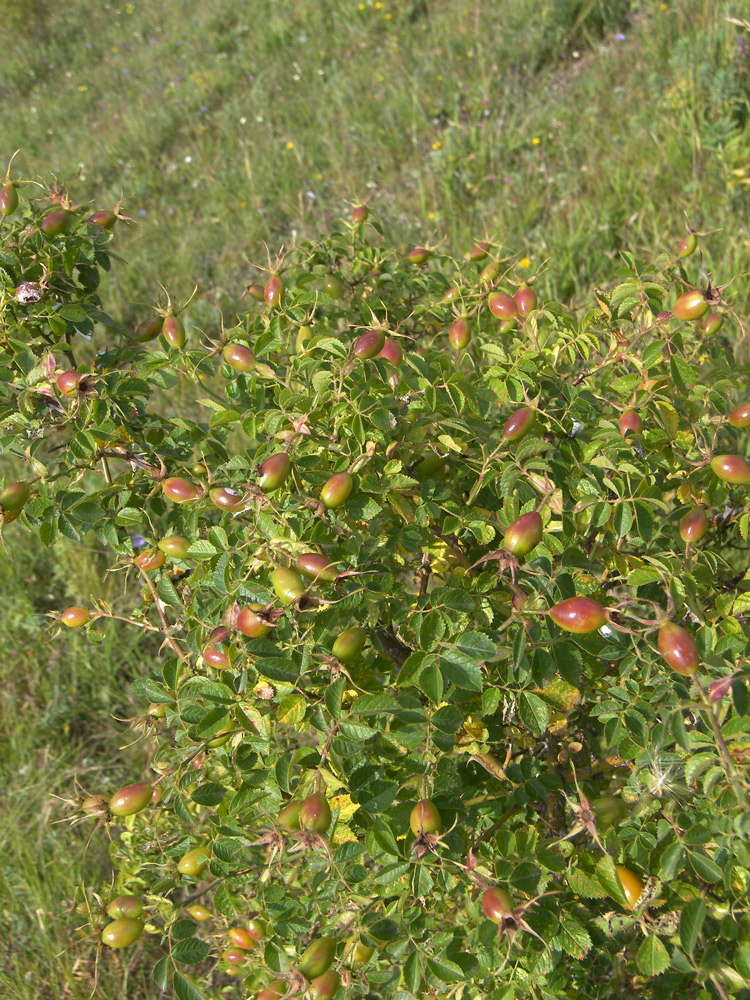 Image of Rosa rubiginosa specimen.