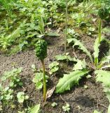 Arisaema amurense