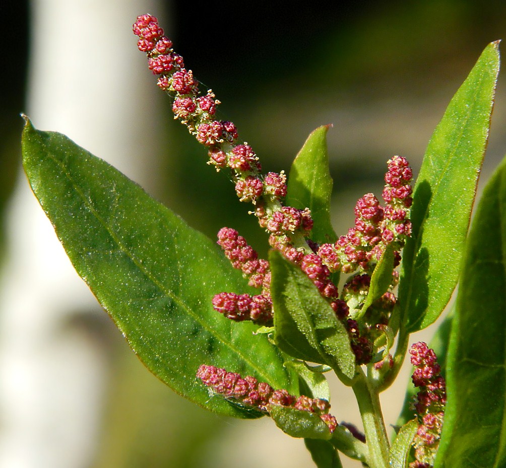 Image of Atriplex prostrata specimen.