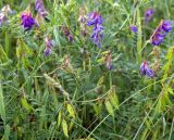Vicia cracca. Цветущее и плодоносящее растение на поляне в сосновом бору. Юг Красноярского края, окр. г. Минусинск. Июль 2009 г.