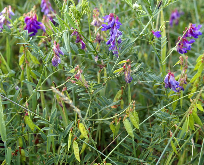 Image of Vicia cracca specimen.