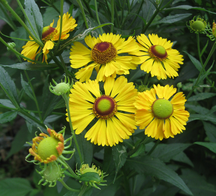 Изображение особи Helenium autumnale.