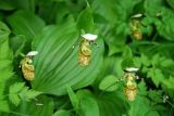 Cypripedium yatabeanum