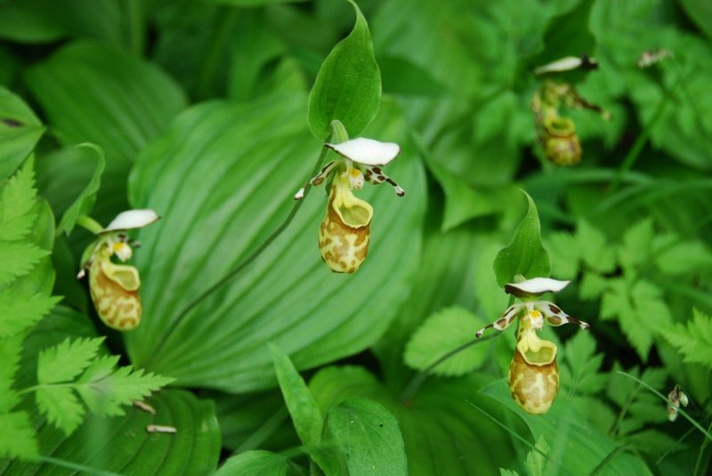 Изображение особи Cypripedium yatabeanum.