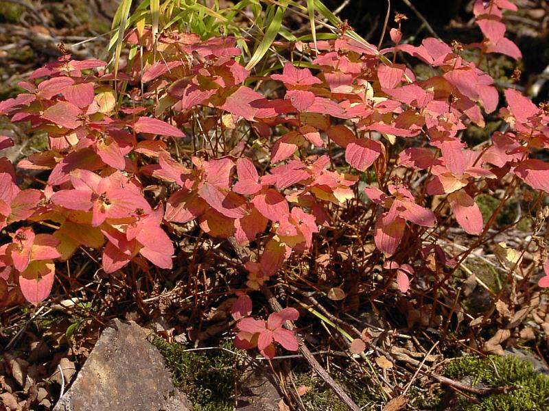 Image of Hypericum kamtschaticum specimen.